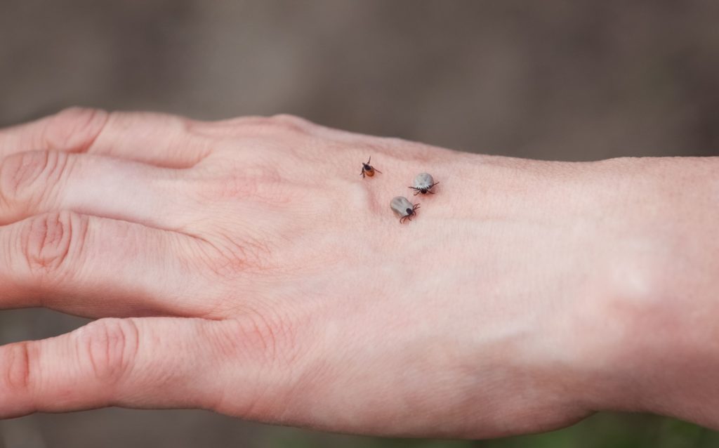 Are Ticks Dangerous to You & Your Pets? | Our Guide to Ticks in Baltimore