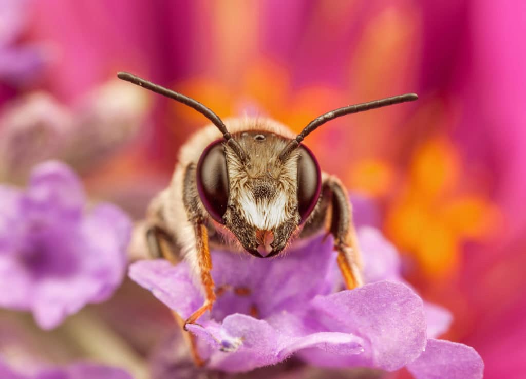 maryland-ground-bee-pollinating-flowers