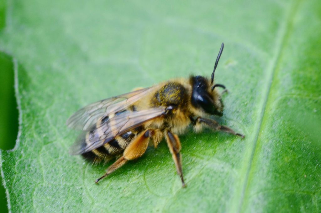 maryland-ground-bee-on-leaf