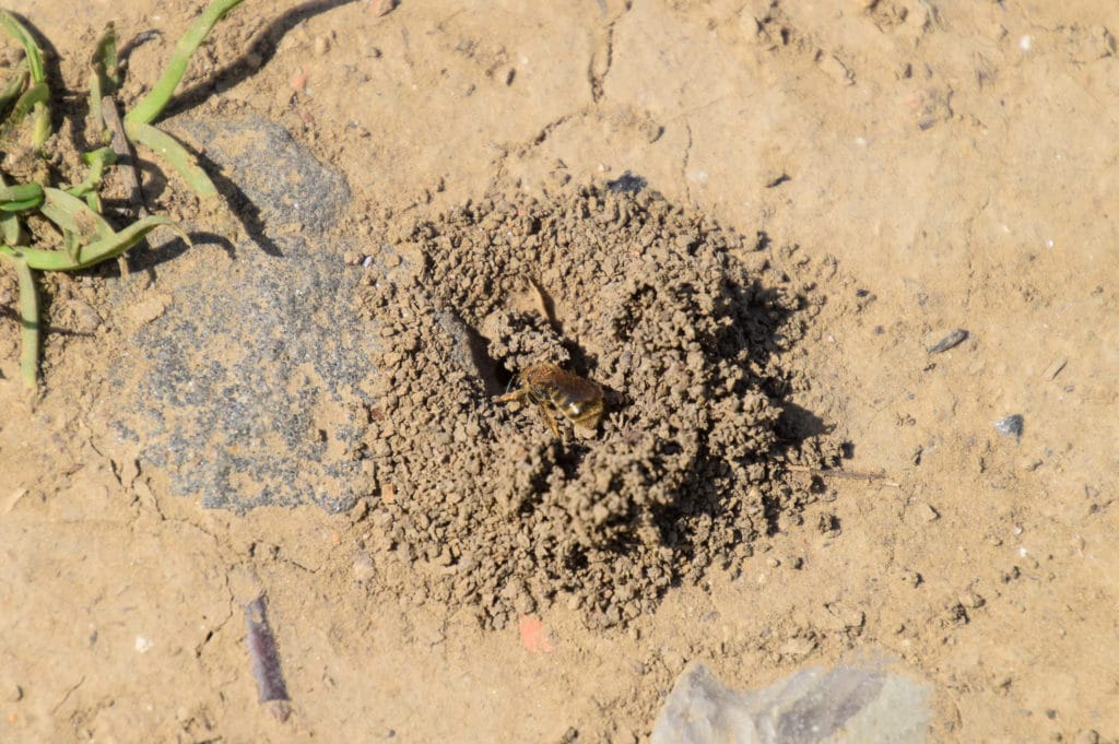 baltimore-mining-bee-nest-in-ground