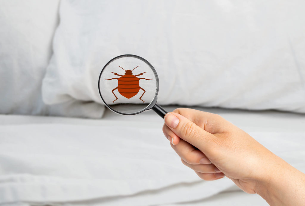bed-bug-on-bed