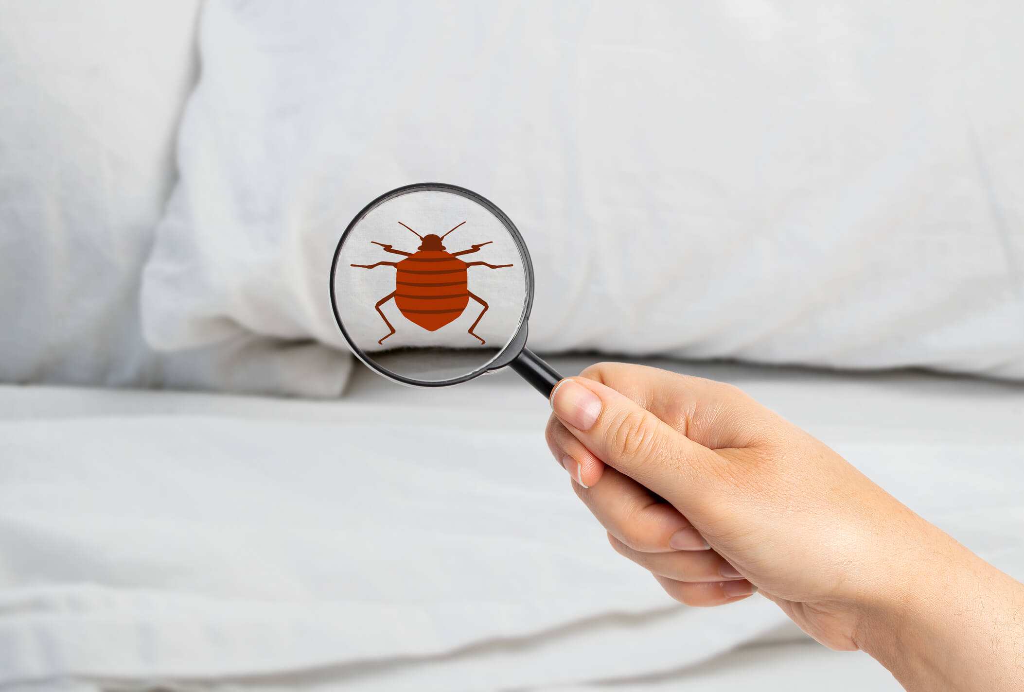 The Truth About Bed Bugs In Maryland