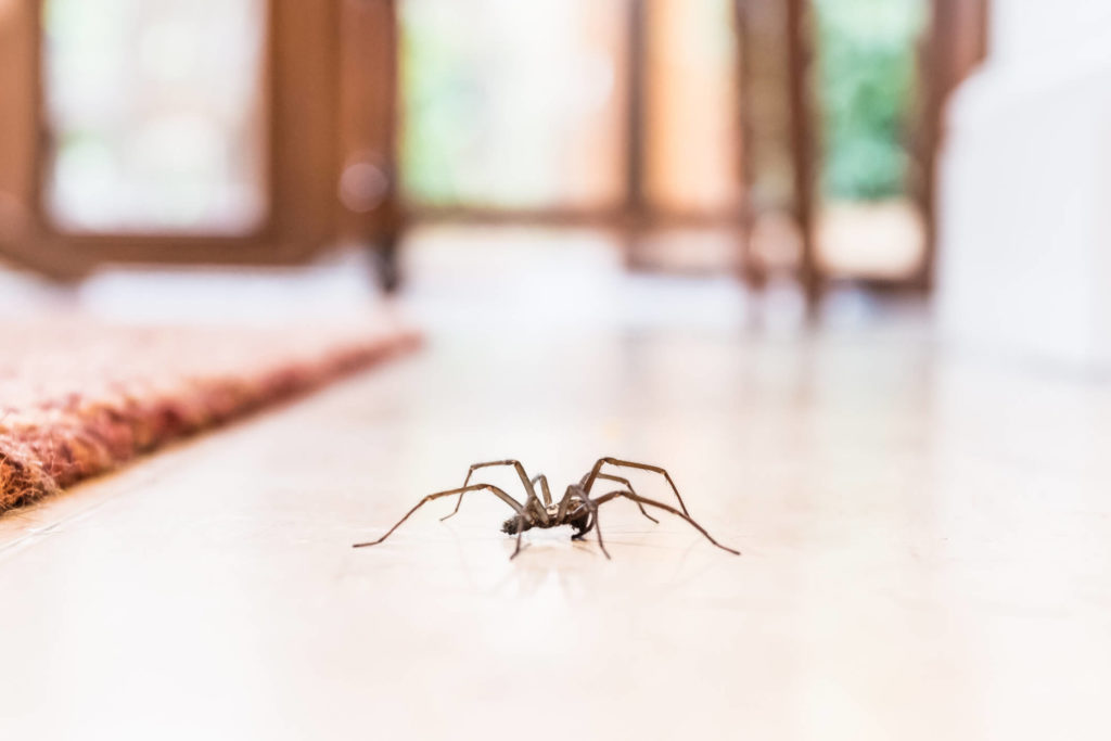 common-spider-in-my-house