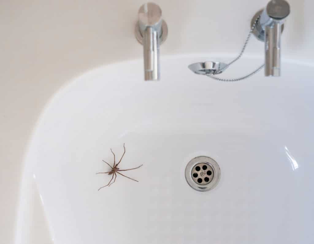 Spiders Can Enter Your Home Through Plumbing Drains baltimore spider in drain