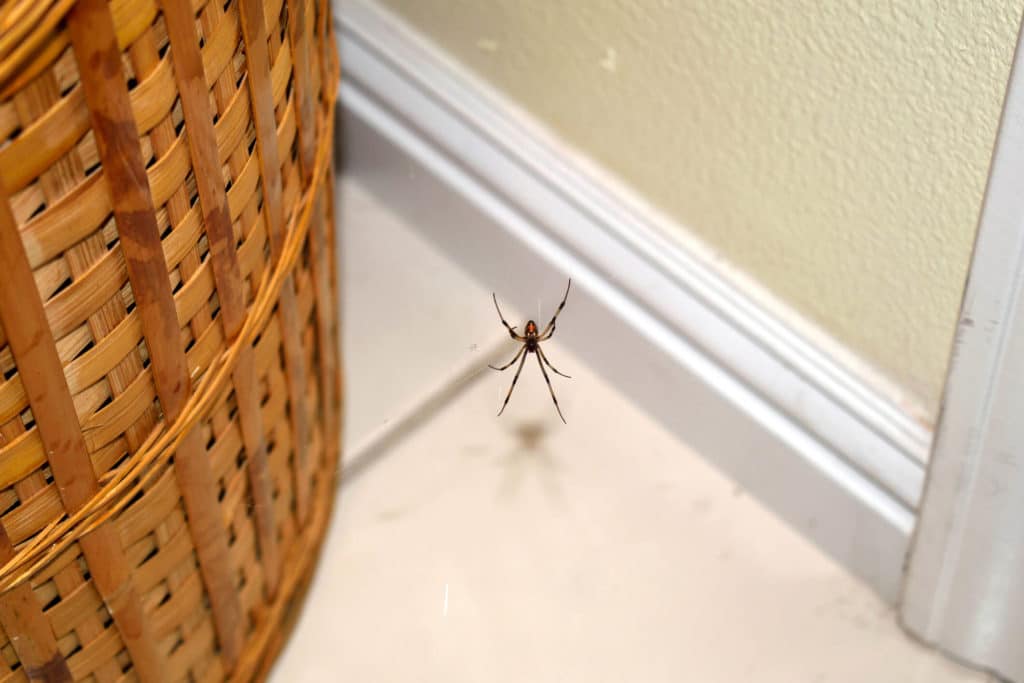 Clean Out Clutter to Give Spiders Fewer Places to Hide spiders hide behind clutter