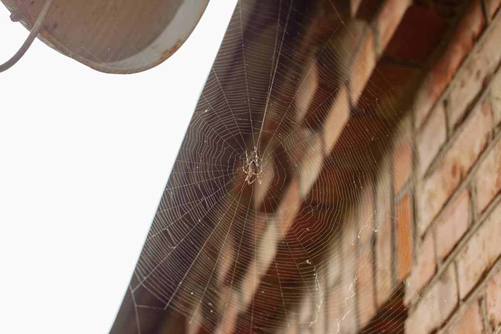 Here's How to Get Rid of Spiders Outside Your House cobweb outside house