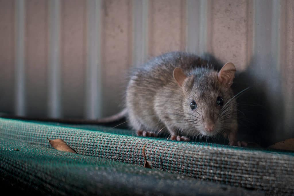 what-are-rats-attracted-to-how-do-i-keep-them-away-this-winter