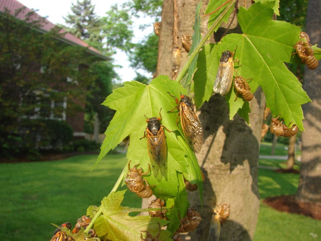 brood x cicadas emerging in maryland