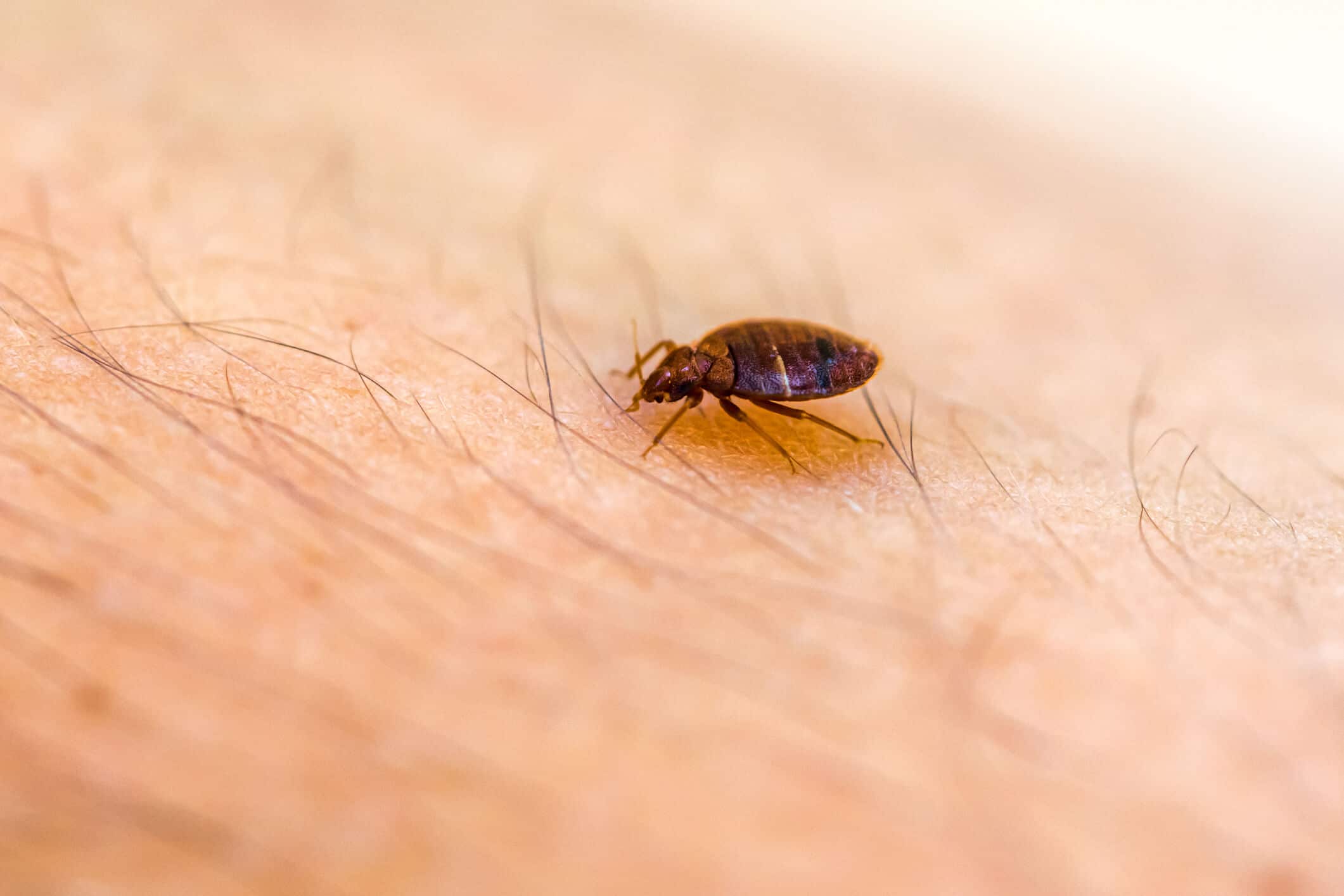 Columbus bed bug infestation solutions