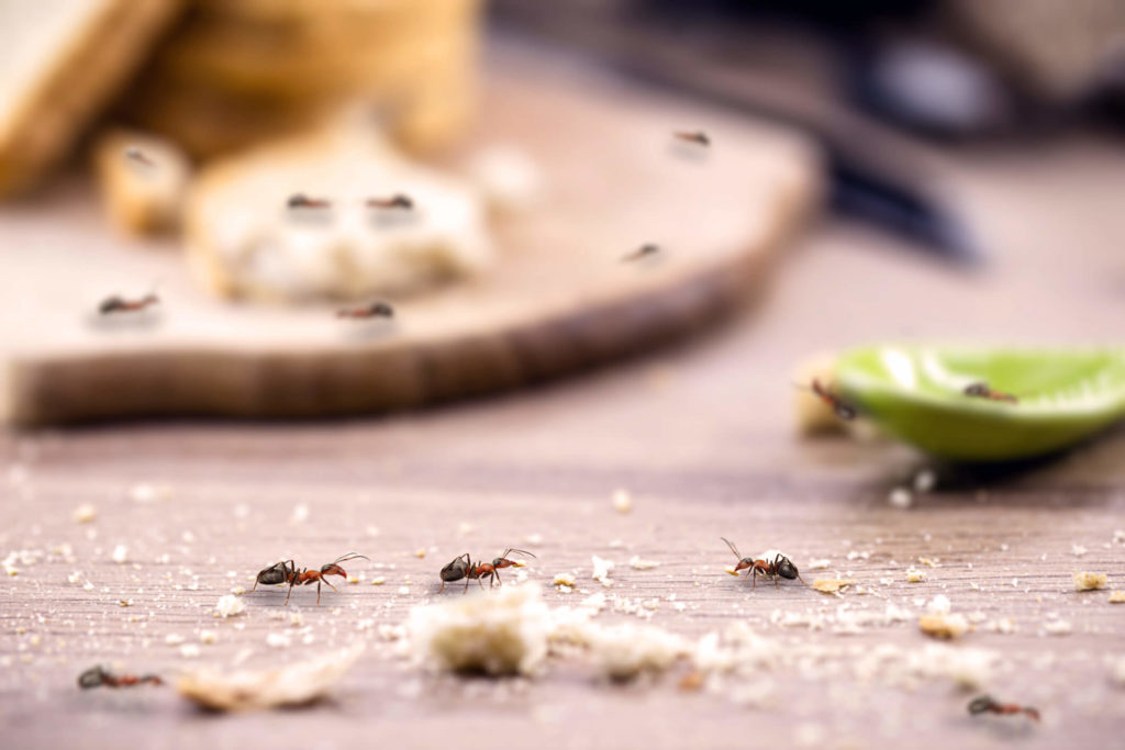 ant infestation in pasadena home