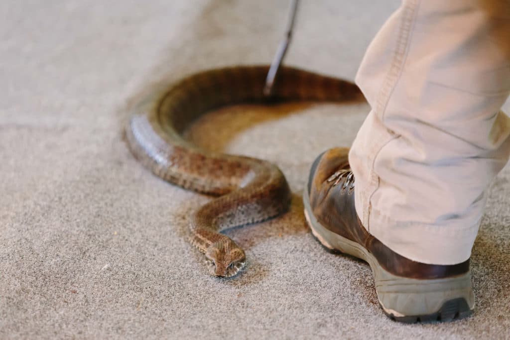 snake exterminator in annapolis moving snake