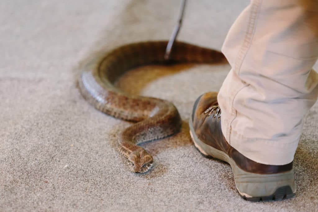 Don't try to pick up or move a venomous snake snake exterminator in annapolis moving snake