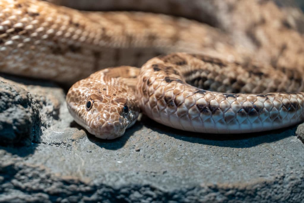 homeowner in need of snake control in annapolis