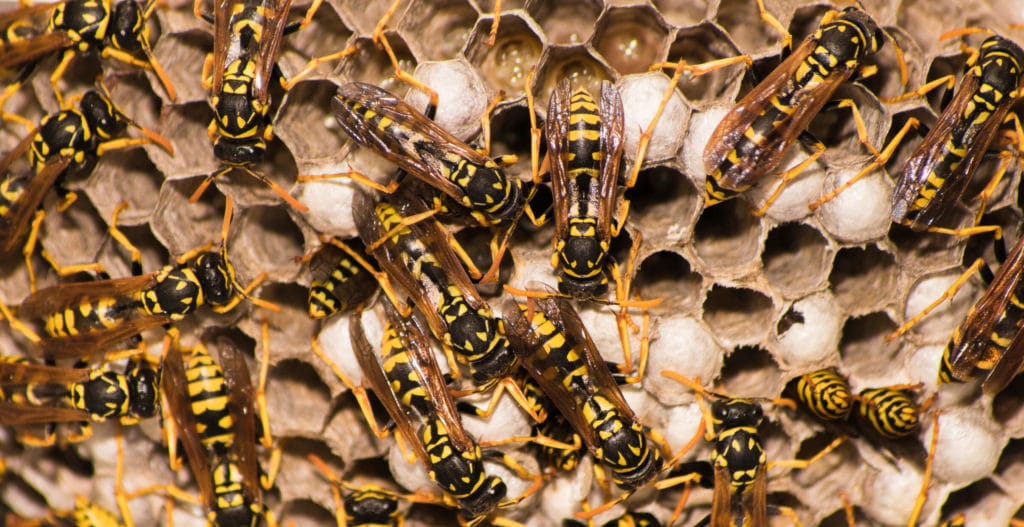 Yellow jacket nest