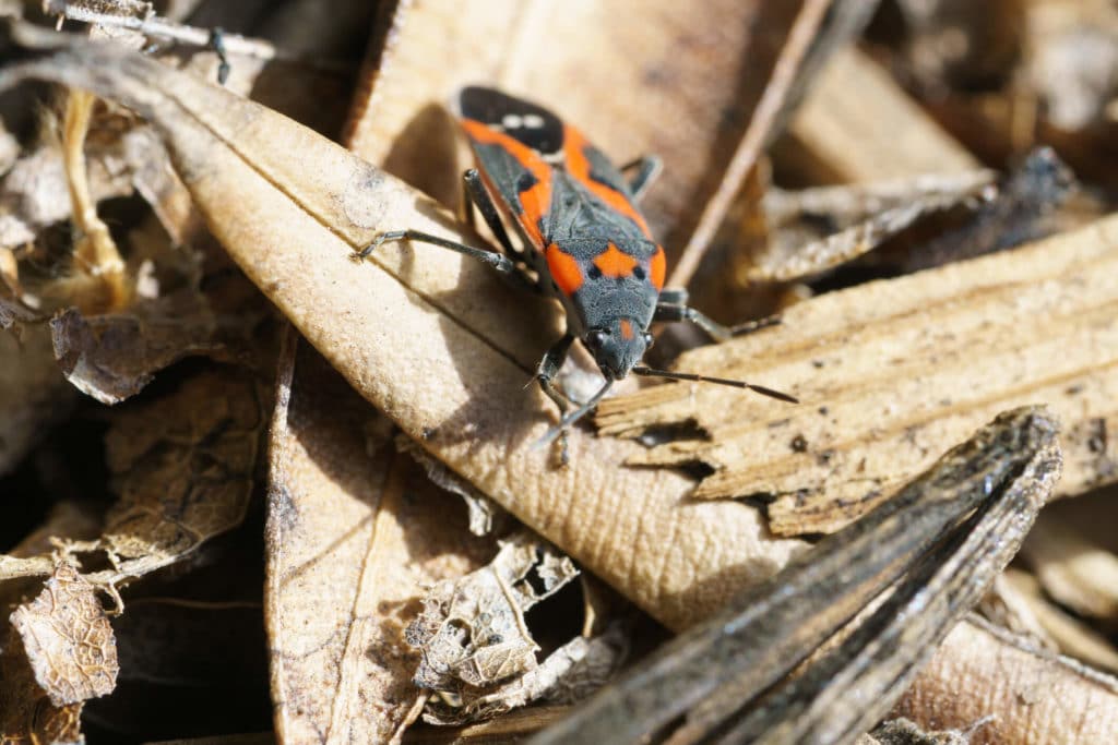 A Boxelder bug on some dry leaves