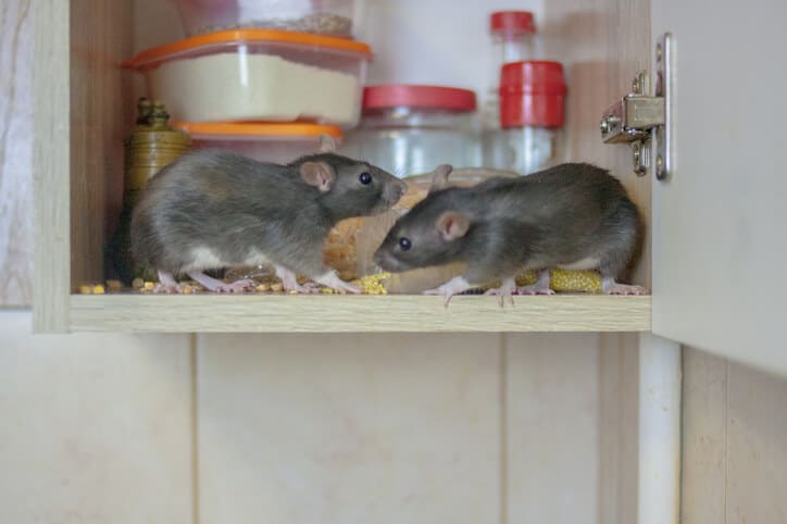 Two mice in Baltimore house eating food in a kitchen cupboard