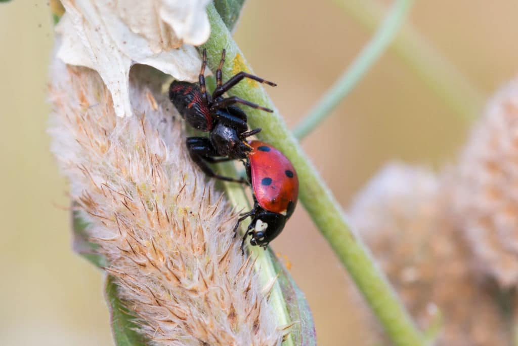 A spider and a ladybug on a shrub in Baltimore displaying their freeze tolerance