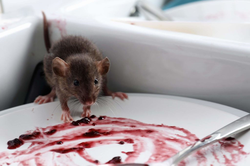 Rats Are Common\ Invaders in Baltimore Homes rats in baltimore attracted to food