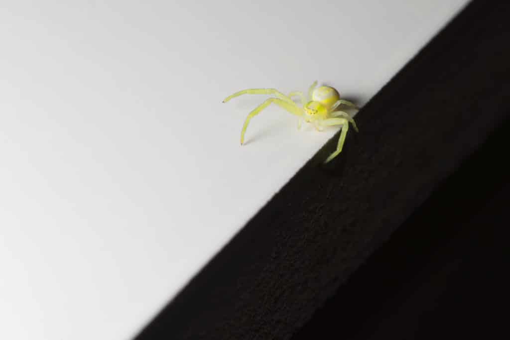 A Yellow Sac spider on the edge of a flat surface in Baltimore home