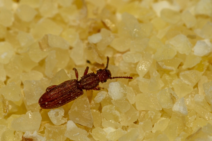 Learn how to identify a saw toothed grain beetle infestation in baltimore Identifying a saw toothed grain beetle infestation in baltimore