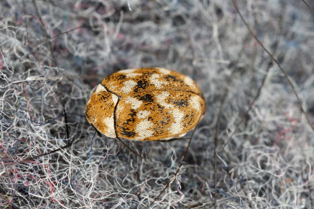 Identifying a carpet beetle infestation in baltimore 
