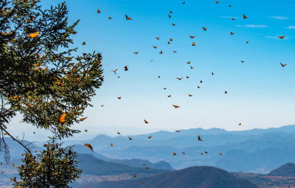 A swarm of monarch butterflies migrating south to survive the winter season