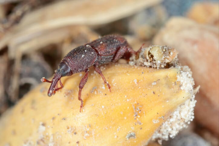 Grain Weevil Nibbling on Crops A grain weevil infestation