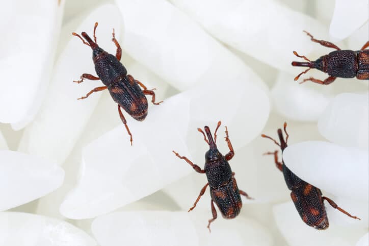 Rice Weevils Nibbling On Rice A Rice weevil infestation in rice
