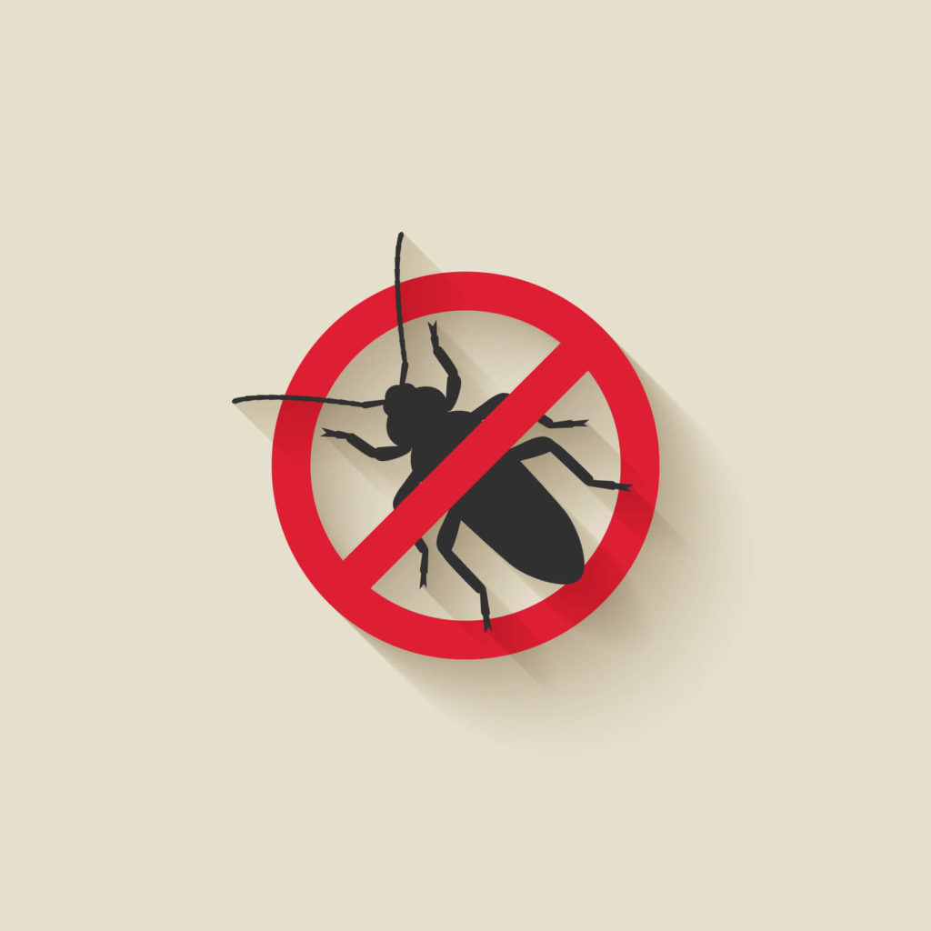 Weevils Wobble But We Make Them Fall! How to identify and treat a weevil infestion