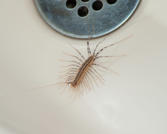 centipedes seek different ways to enter the home
