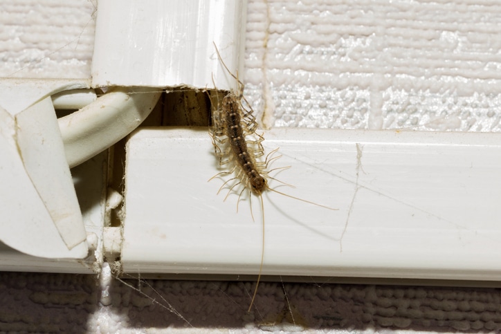 how do centipedes enter homes 