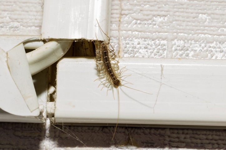 preventing-centipedes-home