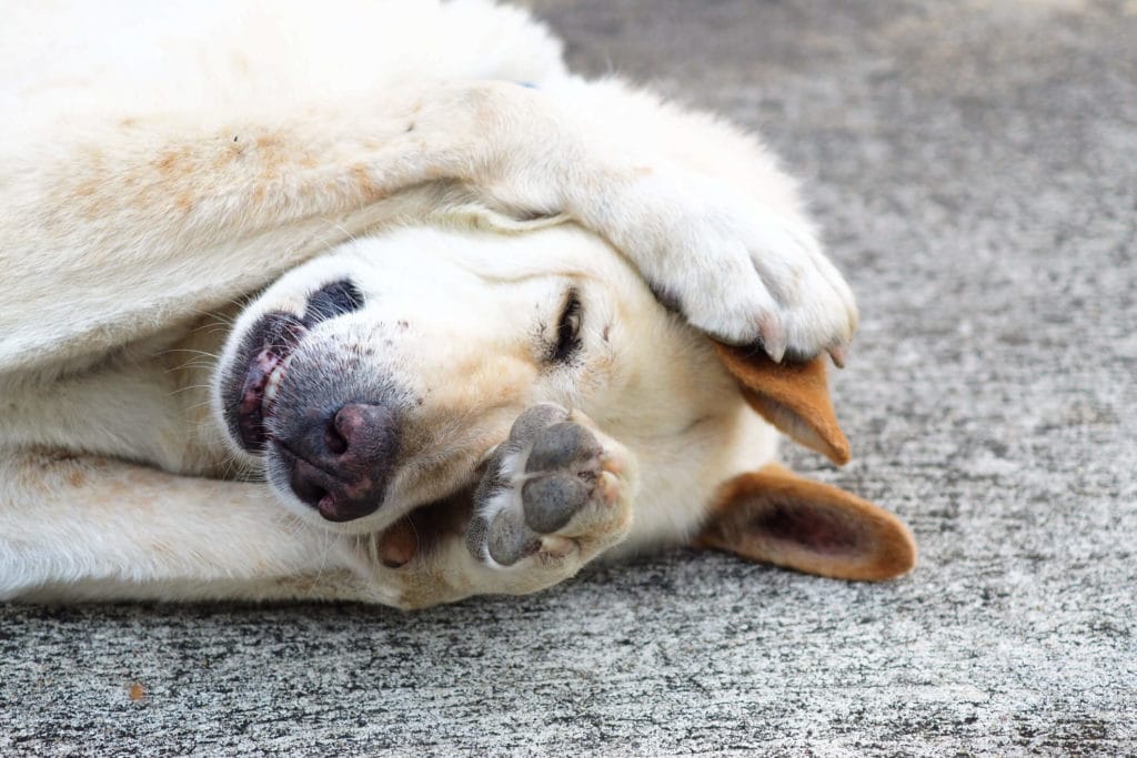Sad dog hurting from diy pest control injury in Arcadia, MD