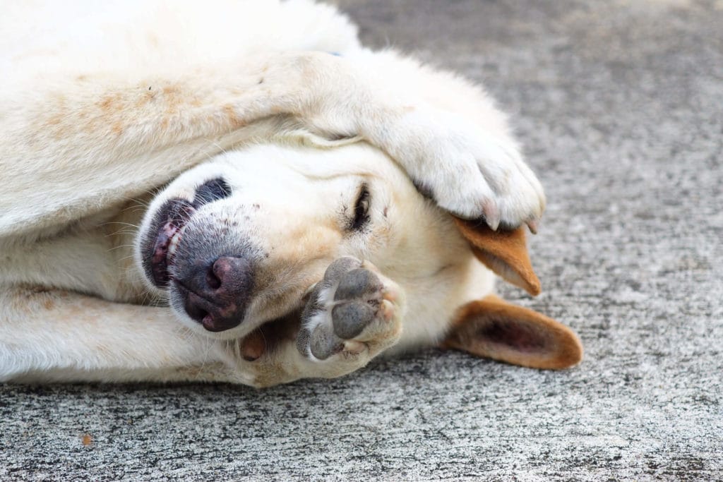 DIY pest control can harm you, your pets, and the enviroment. Sad dog hurting from diy pest control injury in Arcadia, MD