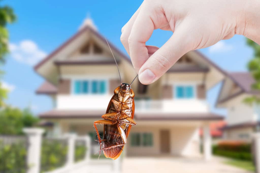 Dead cockroach being held up in front of Maryland home.