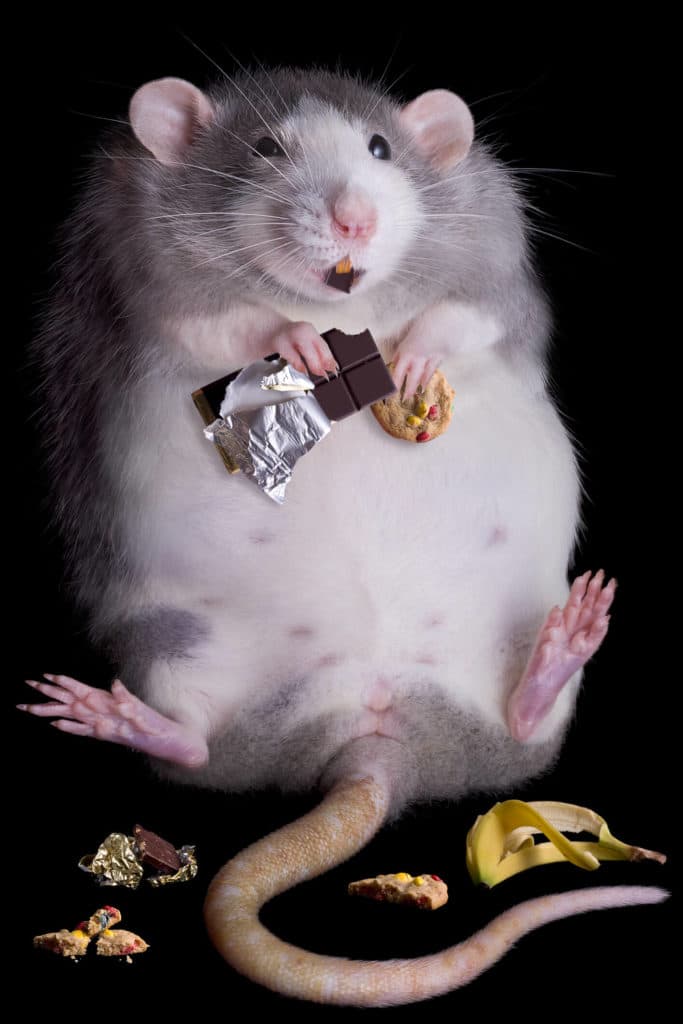 Takoma, MD rat helping themselves to snacks.