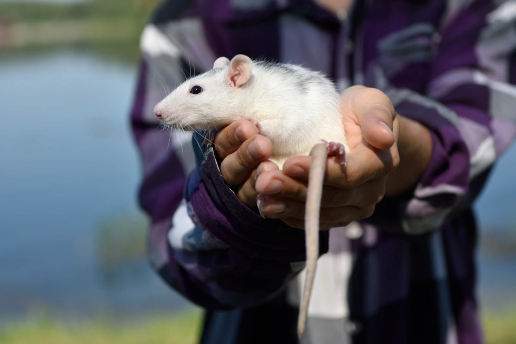 Rat being held up that was found in Takoma home.