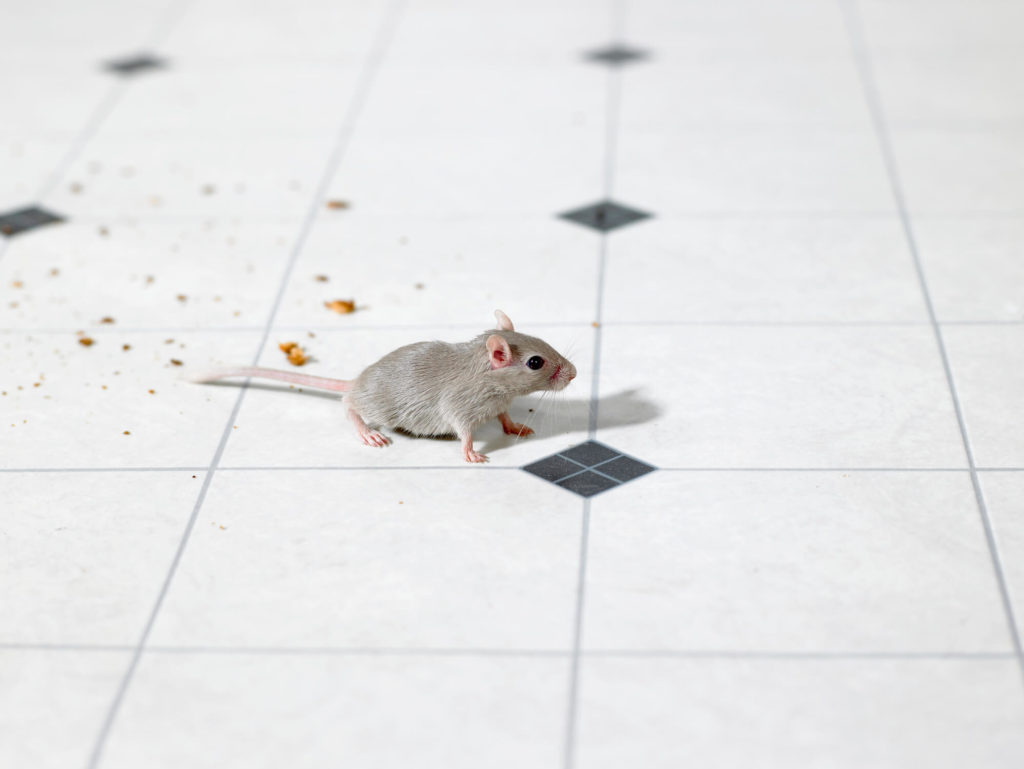 Learn how to distinguish between rat and mouse droppings and when to get an exterminator. Mouse on the kitchen floor of a Takoma Park, MD house.