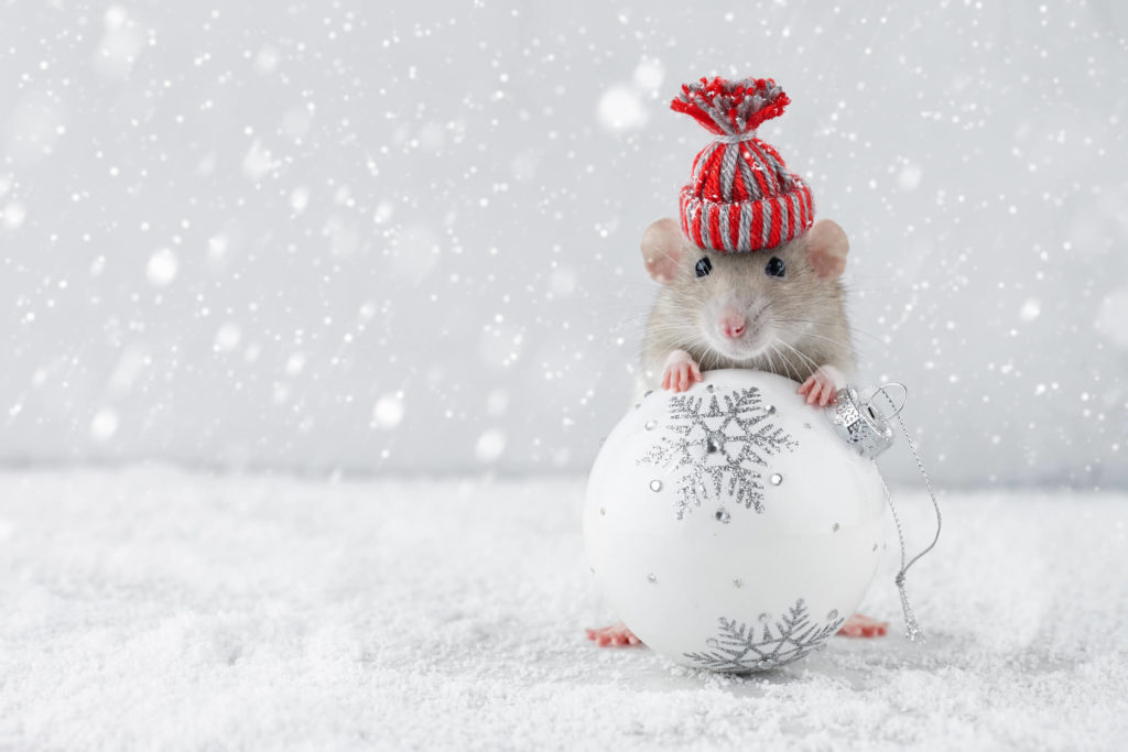 Elkridge mouse with hat and Christmas ornament looking to enter your home in the wintertime.