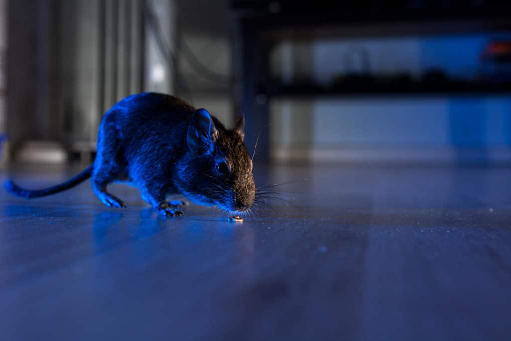Mice come out at night so even you don't see them they can leave behind waste and droppings. 
