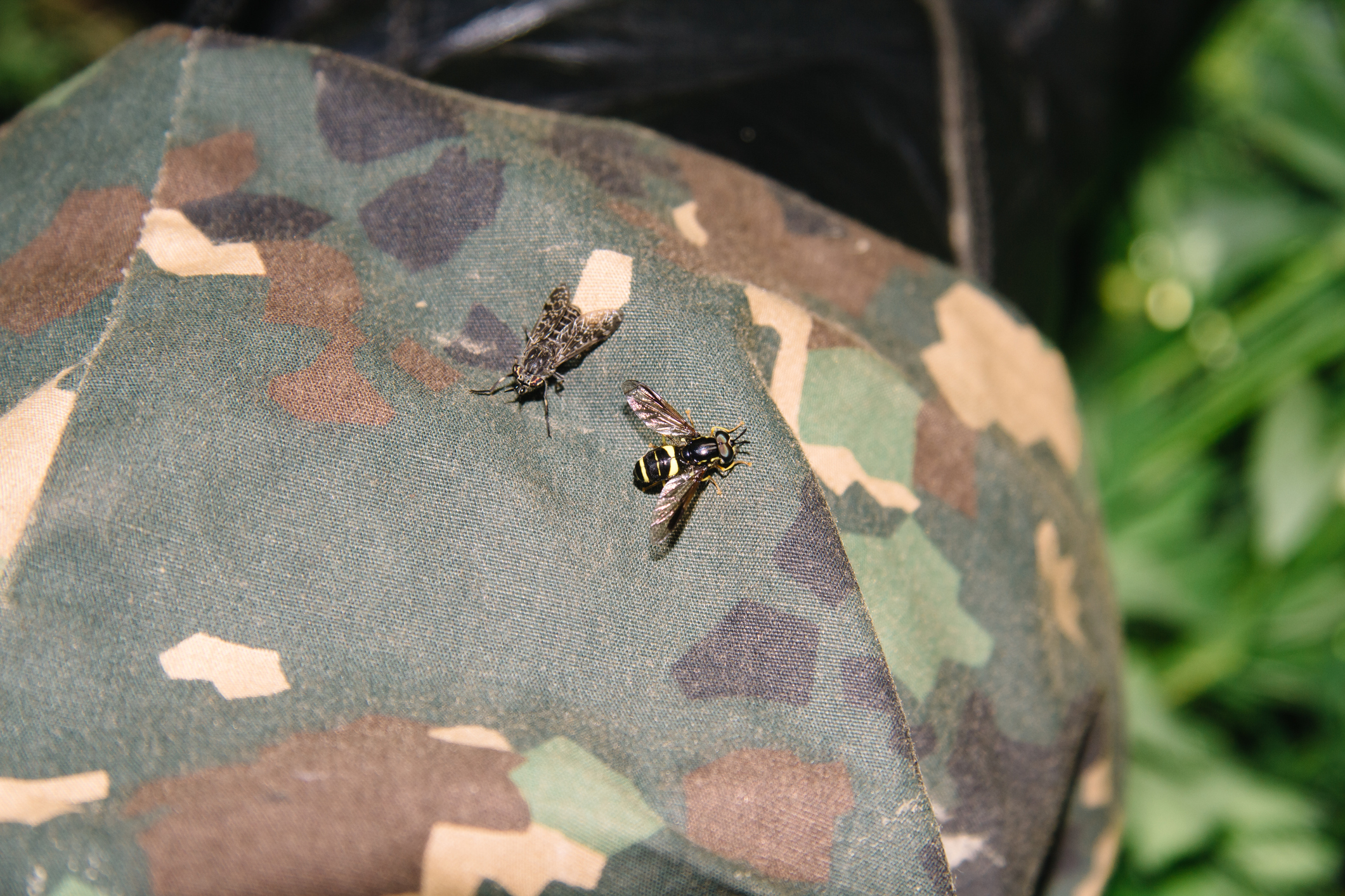 military personnel and pest control