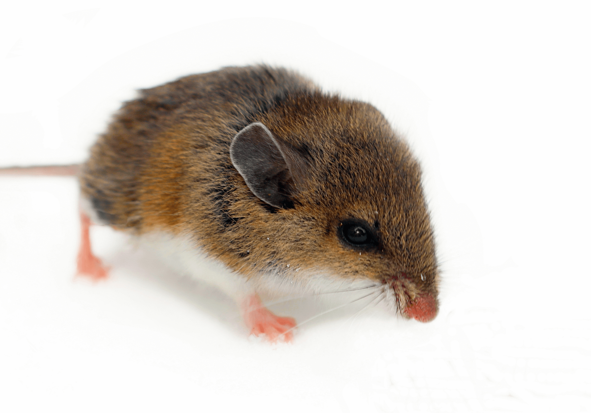 best-mouse-traps