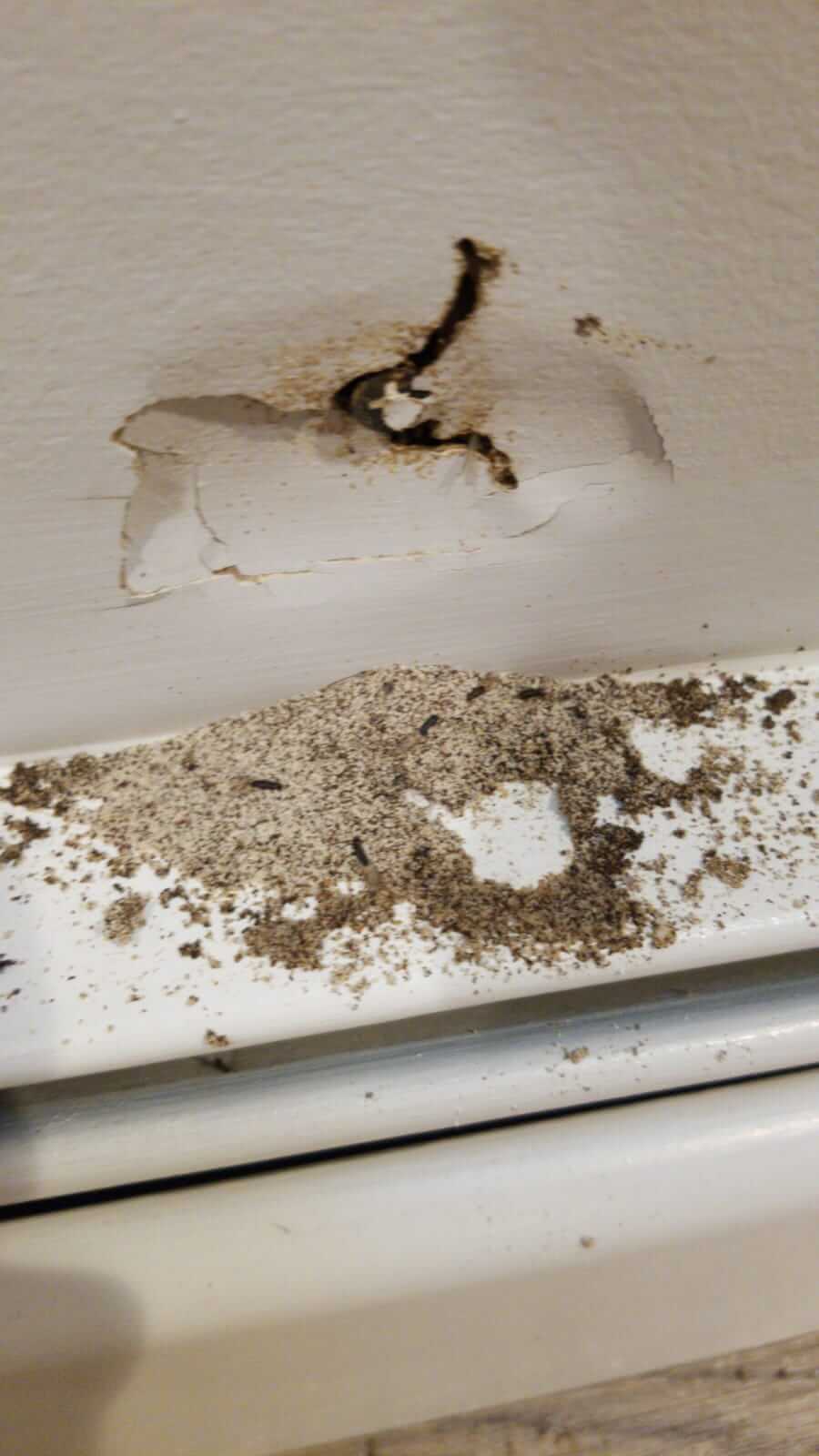 termite