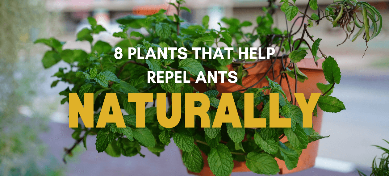 preparing-home-garden-spring-pests