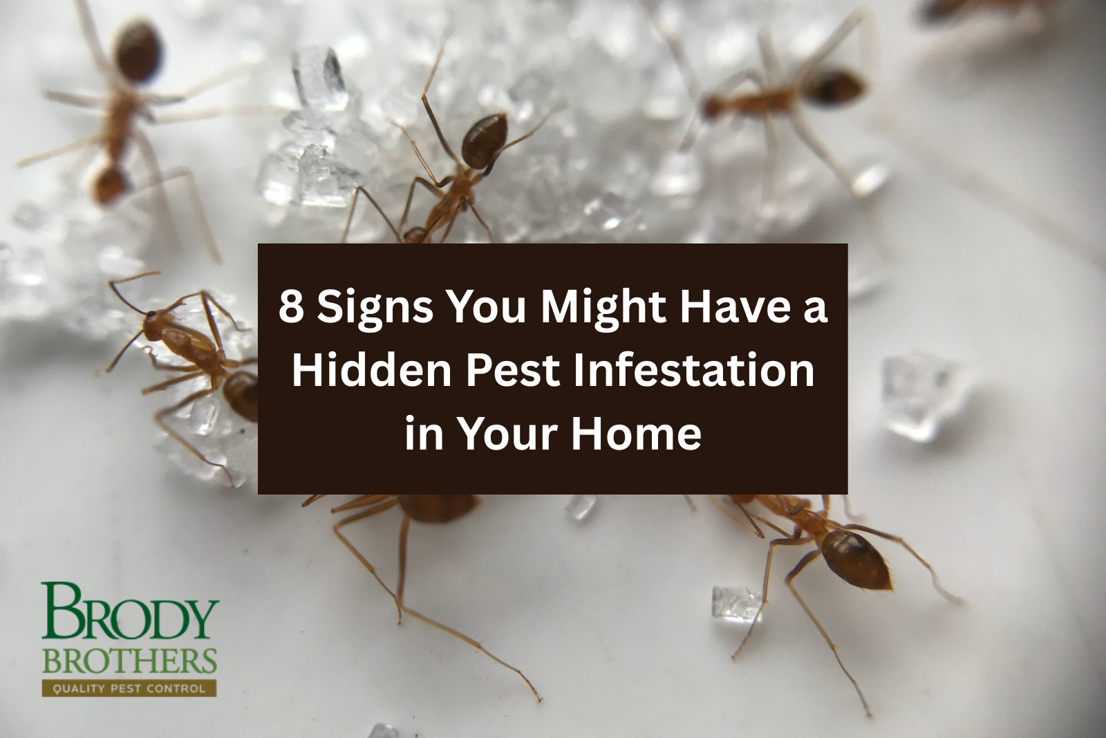 8-signs-you-might-have-a-hidden-pest-infestation-in-your-home