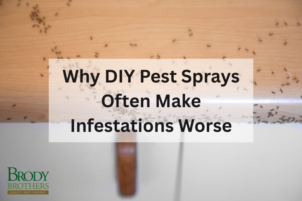 why-diy-pest-sprays-often-make-infestations-worse