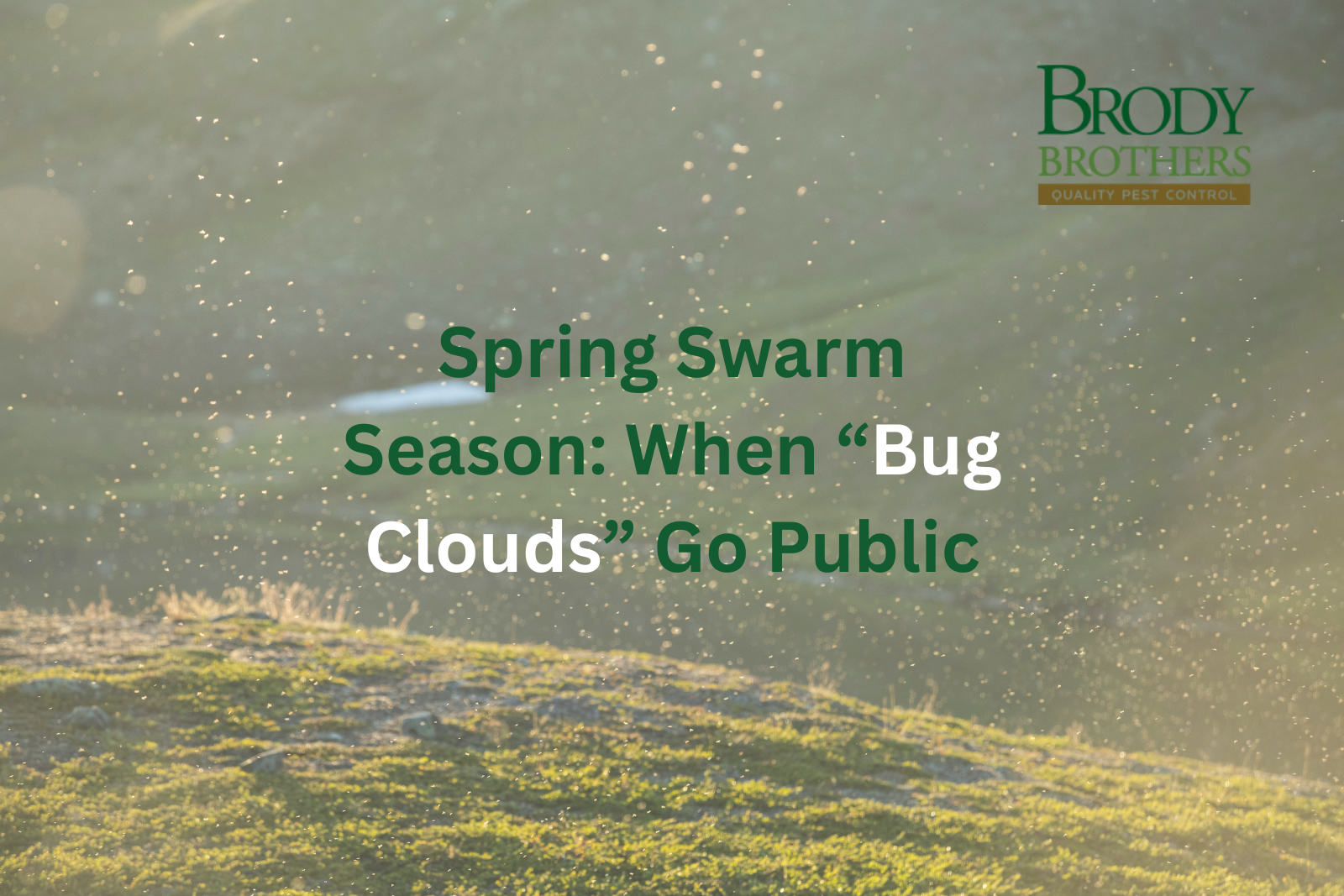 spring-swarm-season-when-bug-clouds-go-public