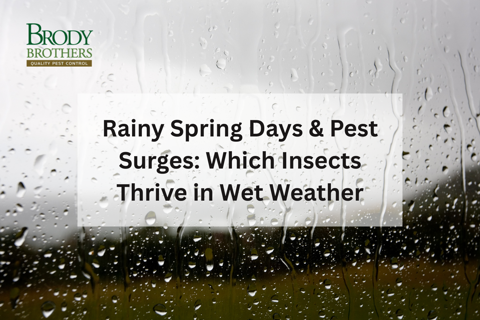 Spring Swarm Season: When “Bug Clouds” Go Public