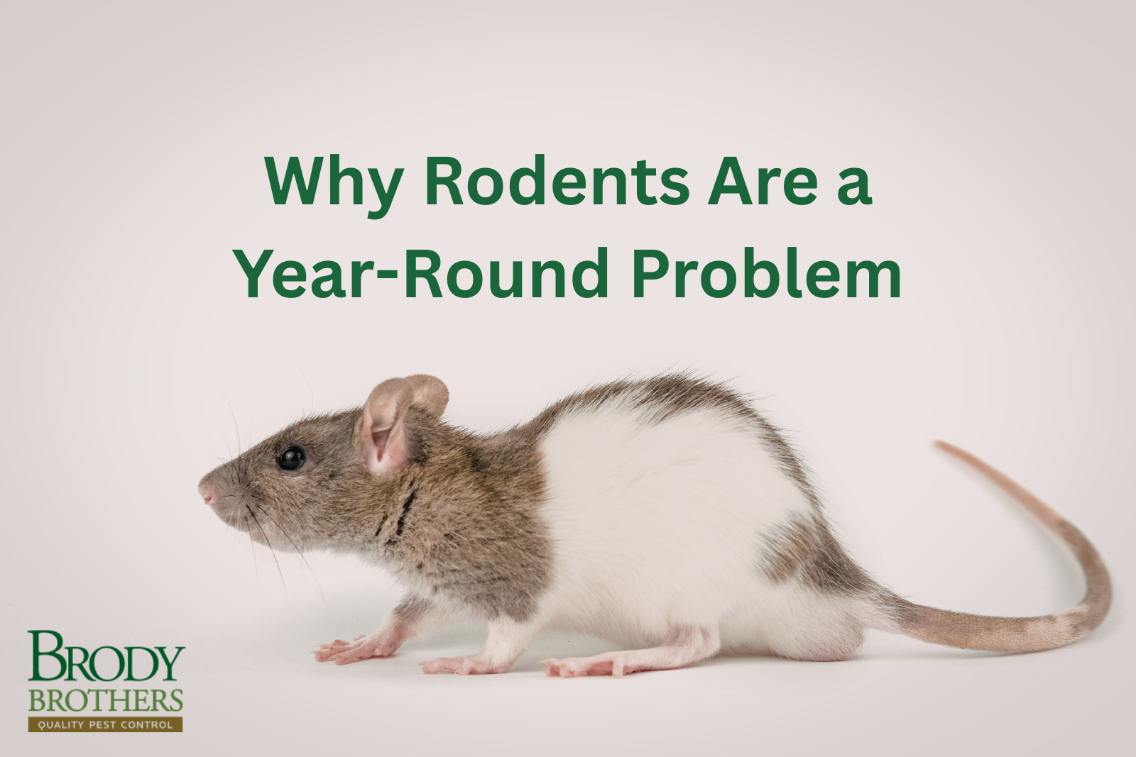 Why Rodents Are a Year-Round Problem