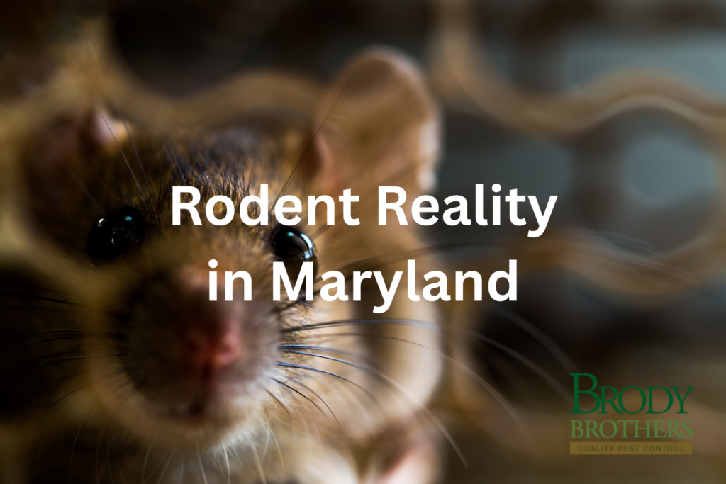 Rodent Reality in Maryland